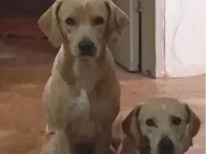Cachorro raça SRD-ViraLata idade 2 anos nome Frederico 