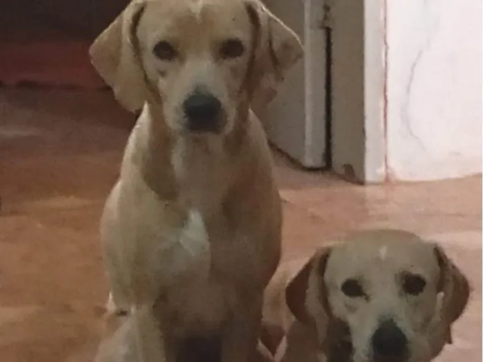 Cachorro ra a SRD-ViraLata idade 2 anos nome Frederico 
