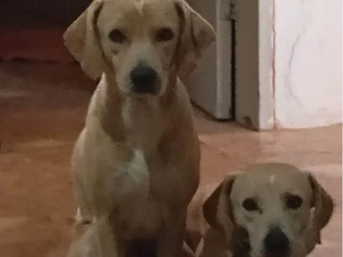 Cachorro ra a SRD-ViraLata idade 2 anos nome Frederico 
