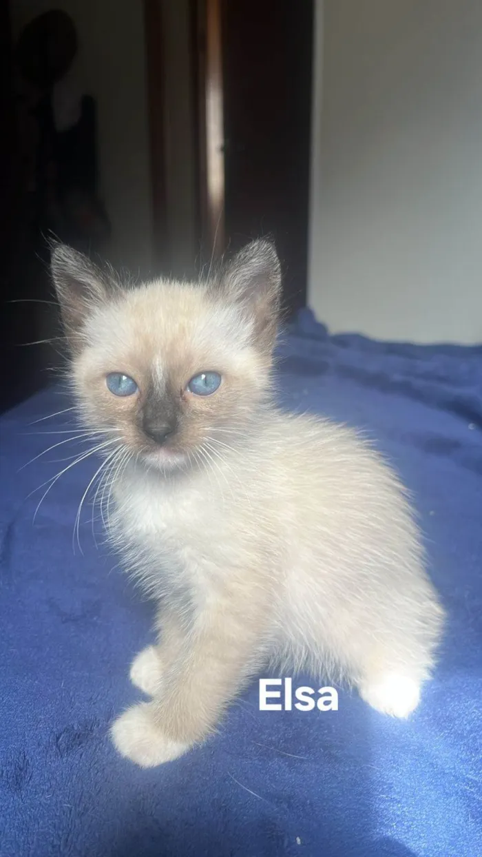 Gato ra a SRD-ViraLata idade Abaixo de 2 meses nome Elsa