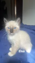 Elsa