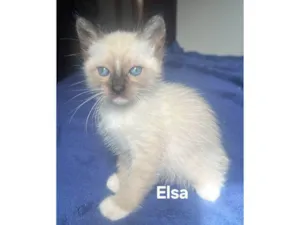 Gato raça SRD-ViraLata idade Abaixo de 2 meses nome Elsa