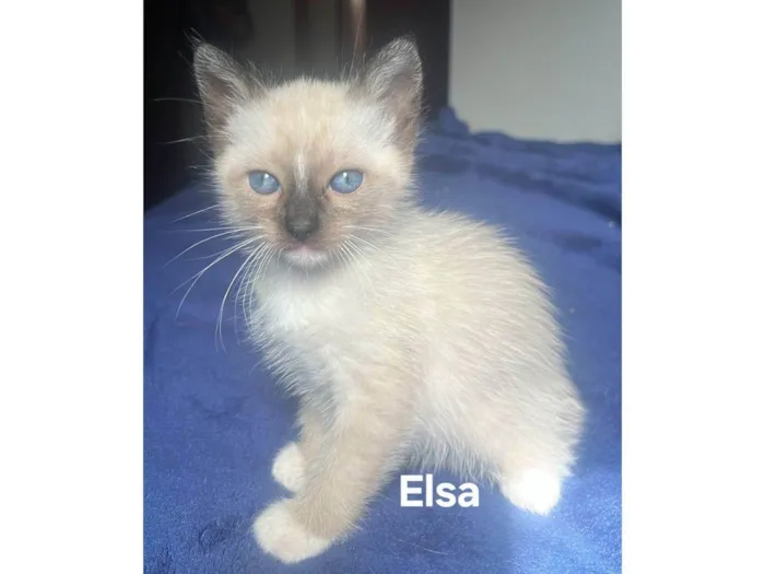 Gato ra a SRD-ViraLata idade Abaixo de 2 meses nome Elsa