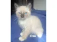 Elsa
