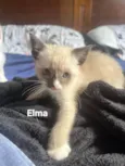 Elma
