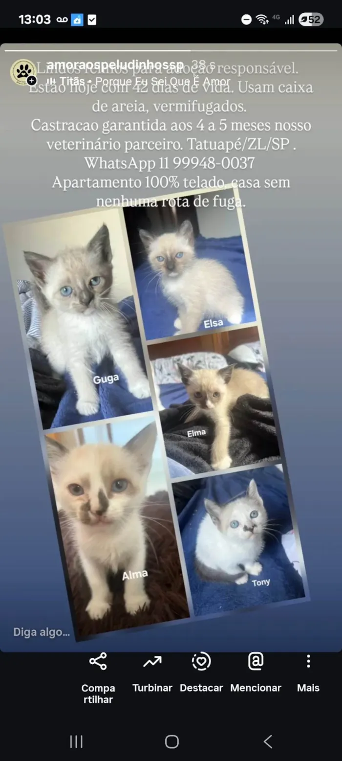 Gato ra a SRD-ViraLata idade Abaixo de 2 meses nome Elma