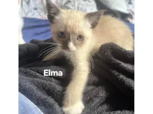 Gato raça SRD-ViraLata idade Abaixo de 2 meses nome Elma