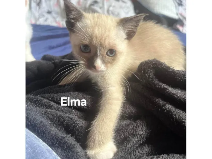 Gato ra a SRD-ViraLata idade Abaixo de 2 meses nome Elma