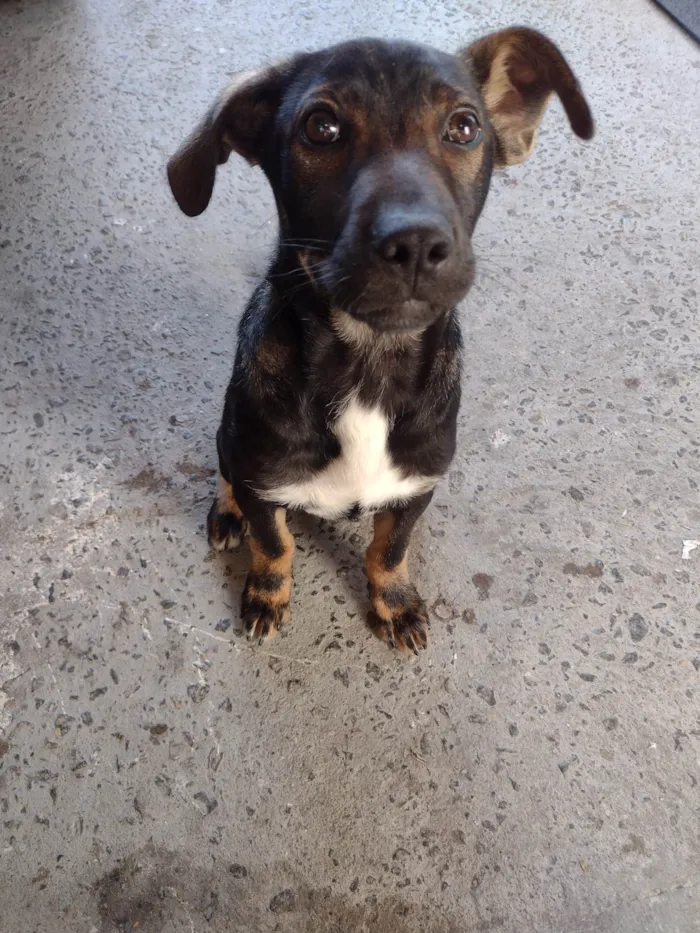 Cachorro ra a SRD-ViraLata idade 2 a 6 meses nome Capuccino 