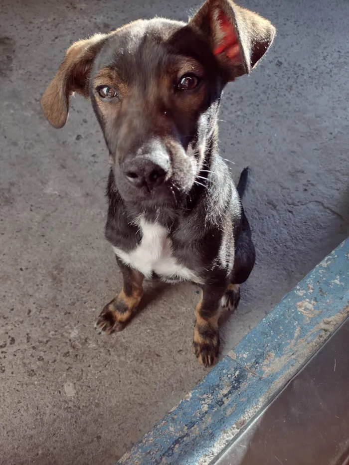 Cachorro ra a SRD-ViraLata idade 2 a 6 meses nome Capuccino 