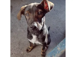 Cachorro raça SRD-ViraLata idade 2 a 6 meses nome Capuccino 