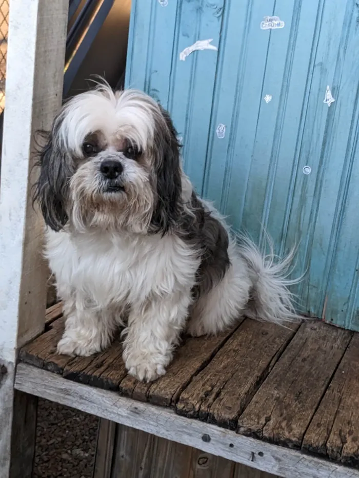 Cachorro ra a Shitzu idade 6 ou mais anos nome Bob