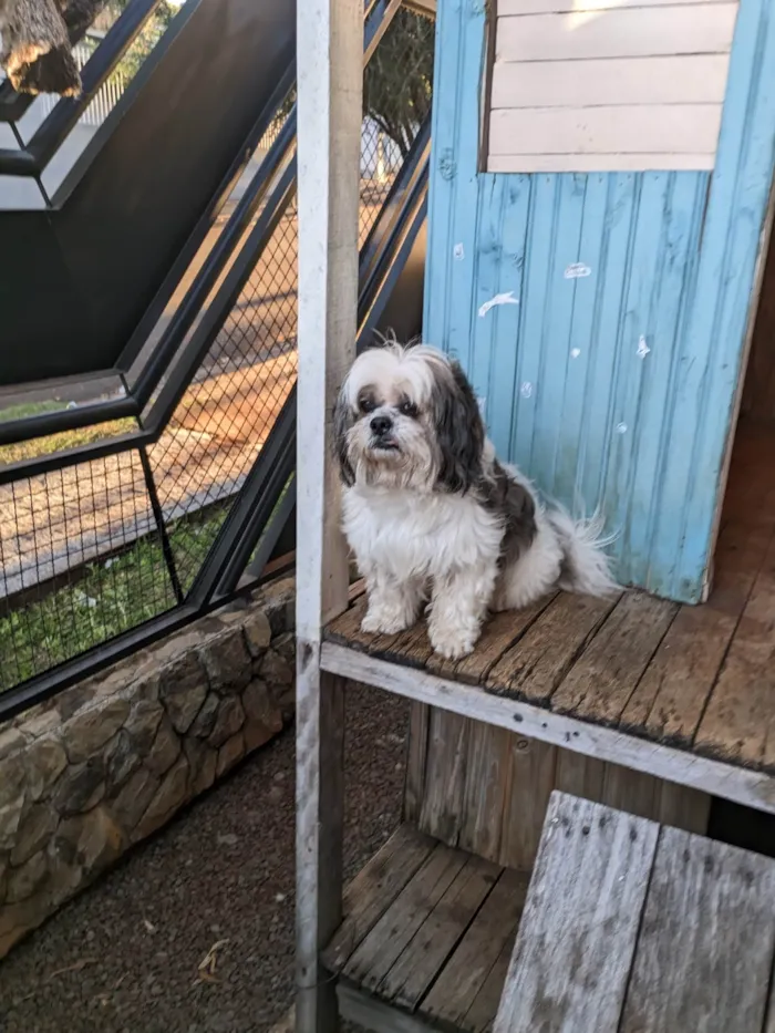 Cachorro ra a Shitzu idade 6 ou mais anos nome Bob