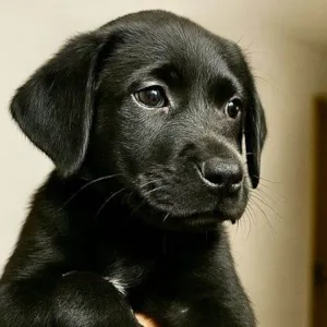 Cachorro raça SRD-ViraLata idade 2 a 6 meses nome Wars