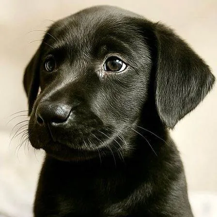 Cachorro ra a SRD-ViraLata idade 2 a 6 meses nome Wars