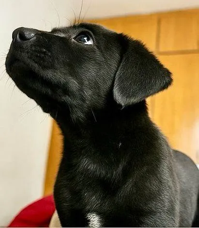 Cachorro ra a SRD-ViraLata idade 2 a 6 meses nome Wars