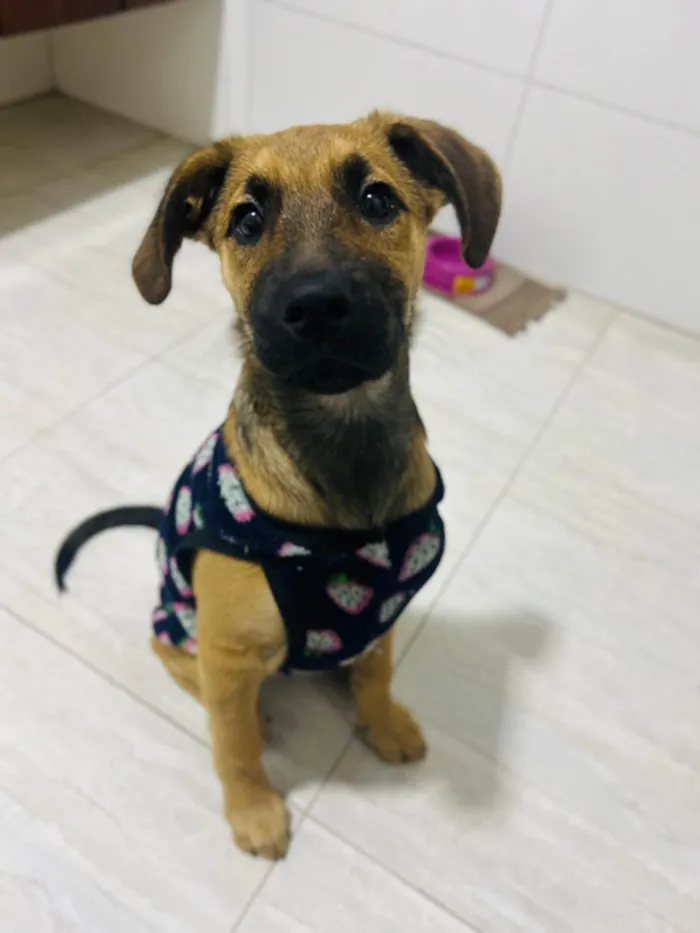 Cachorro ra a SRD-ViraLata idade 2 a 6 meses nome Cloe
