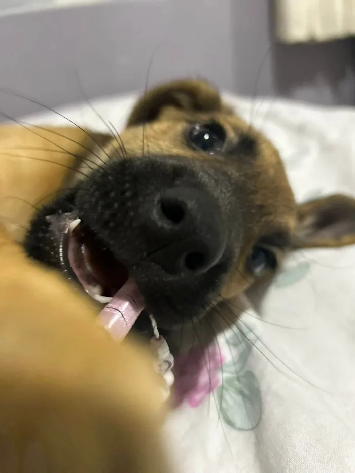 Cachorro ra a SRD-ViraLata idade 2 a 6 meses nome Cloe