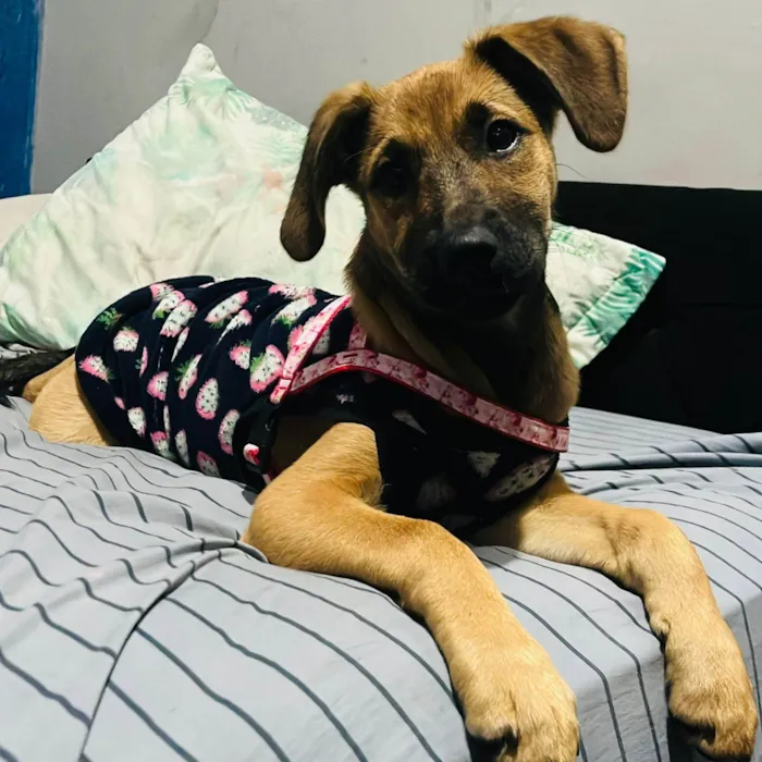 Cachorro ra a SRD-ViraLata idade 2 a 6 meses nome Cloe