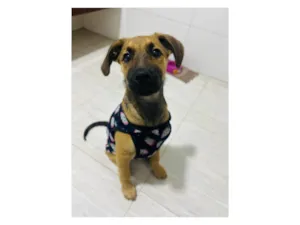 Cachorro raça SRD-ViraLata idade 2 a 6 meses nome Cloe