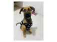 Cloe