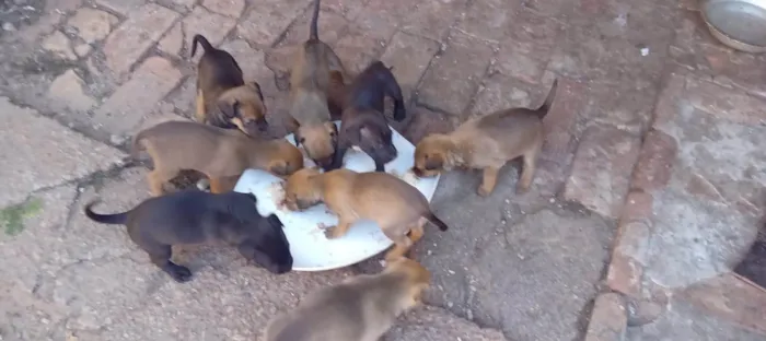 Cachorro ra a SRD-ViraLata idade Abaixo de 2 meses nome Caramelinhos para adoção