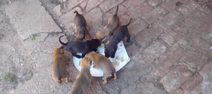 Cachorro ra a SRD-ViraLata idade Abaixo de 2 meses nome Caramelinhos para adoção