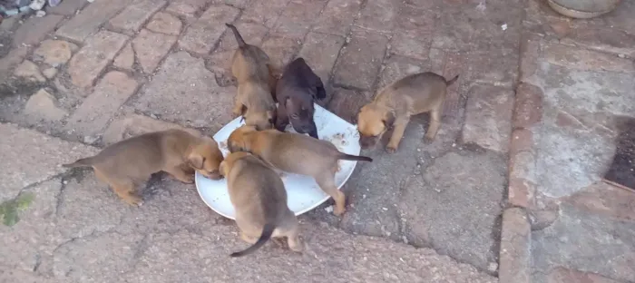Cachorro ra a SRD-ViraLata idade Abaixo de 2 meses nome Caramelinhos para adoção