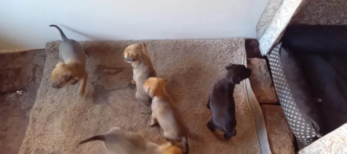 Cachorro ra a SRD-ViraLata idade Abaixo de 2 meses nome Caramelinhos para adoção