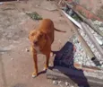 Caramelinhos para adoção