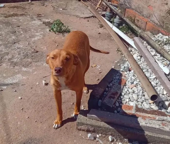 Cachorro ra a SRD-ViraLata idade Abaixo de 2 meses nome Caramelinhos para adoção