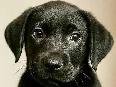 Cachorro ra a SRD-ViraLata idade 2 a 6 meses nome Wars