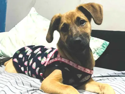 Cachorro raça SRD-ViraLata idade 2 a 6 meses nome Cloe