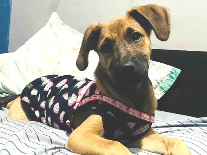 Cachorro ra a SRD-ViraLata idade 2 a 6 meses nome Cloe