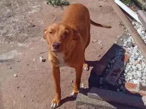 Cachorro raça SRD-ViraLata idade Abaixo de 2 meses nome Caramelinhos para adoção