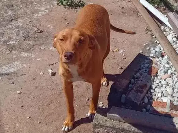 Cachorro ra a SRD-ViraLata idade Abaixo de 2 meses nome Caramelinhos para adoção