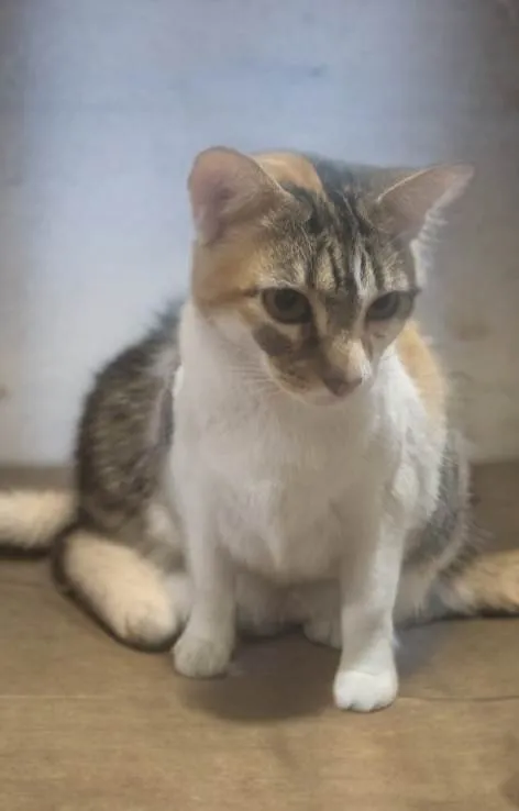 Gato ra a SRD-ViraLata idade 2 anos nome JUMA