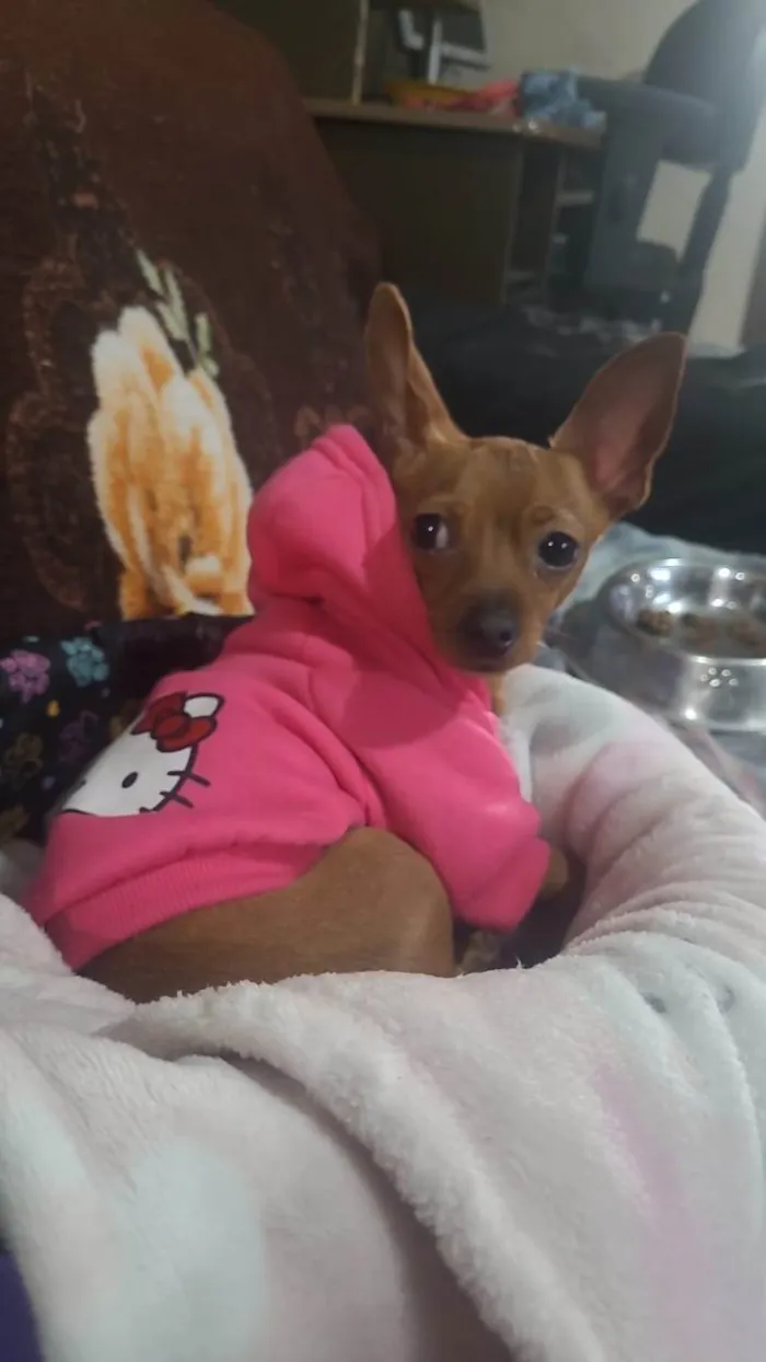Cachorro ra a Pinscher idade 1 ano nome Judith