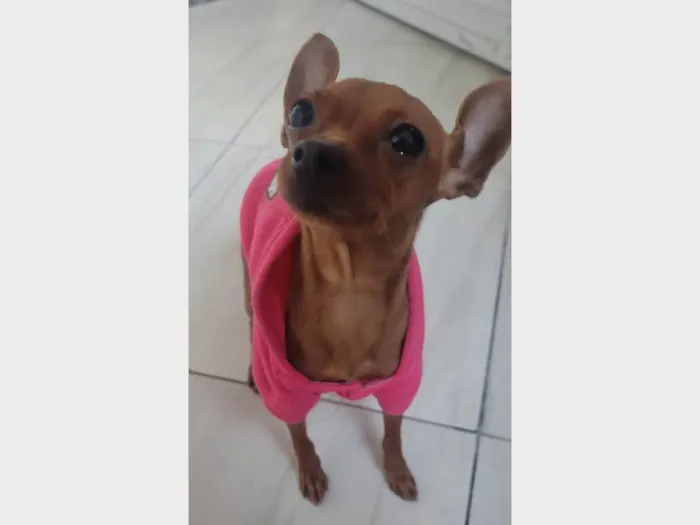 Cachorro ra a Pinscher idade 1 ano nome Judith