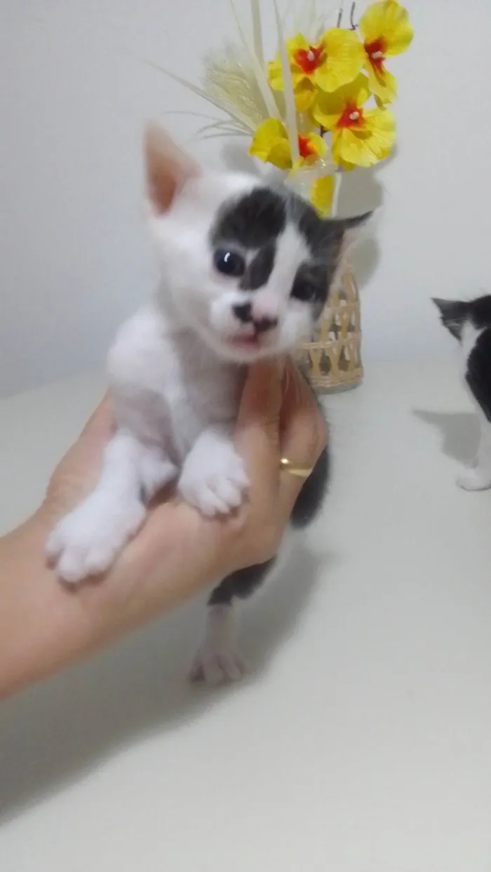 Gato ra a SRD-ViraLata idade Abaixo de 2 meses nome Cristal