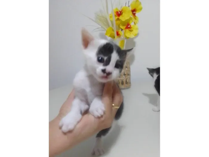 Gato ra a SRD-ViraLata idade Abaixo de 2 meses nome Cristal
