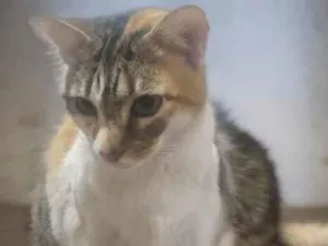 Gato raça SRD-ViraLata idade 2 anos nome JUMA