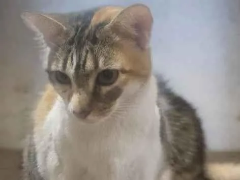 Gato ra a SRD-ViraLata idade 2 anos nome JUMA