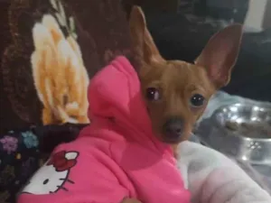 Cachorro raça Pinscher idade 1 ano nome Judith