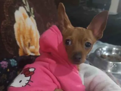 Cachorro raça Pinscher idade 1 ano nome Judith