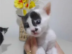 Gato raça SRD-ViraLata idade Abaixo de 2 meses nome Cristal