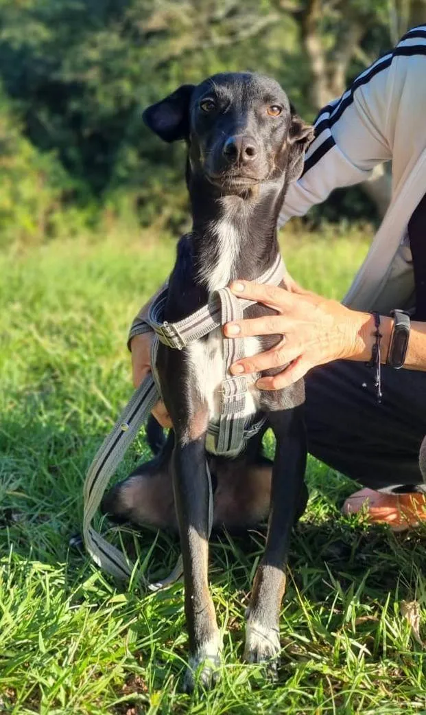 Cachorro ra a SRD-ViraLata idade 1 ano nome Joaquim 