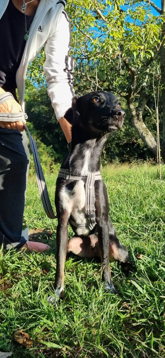 Cachorro ra a SRD-ViraLata idade 1 ano nome Joaquim 