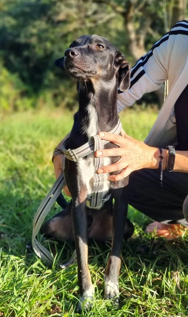 Cachorro ra a SRD-ViraLata idade 1 ano nome Joaquim 