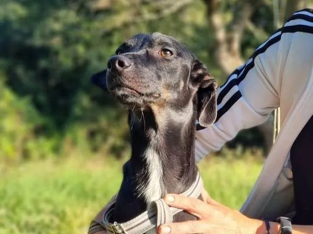 Cachorro ra a SRD-ViraLata idade 1 ano nome Joaquim 